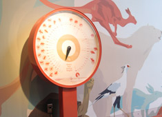 animal weight