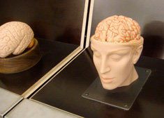 brain temperature